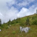 Mount St Helens - Rok 2016 – 36 let po erupci – wikipedia