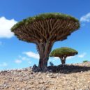 Tři králové – podivnosti - SOCOTRA.CZ