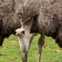 Silvestrovská fakta - Safari West