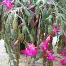 Vánoční kaktus - Schlumbergera-truncata-Buckley