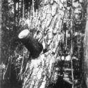 Výbuch muniční továrny v Bolevci 1917 - Střela zarytá do stromu – následky v okolním lese – geocaching