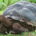 Melville a Moby Dick - Turtles
