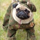 Okupace Falkland Argentinou - Vojenský velitel ostrovů – forum.theexpeditionarybattlegroup.