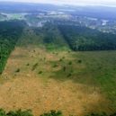 Malthus a malthuziánství - Vykácený deštný prales v Amazonii – DNES.cz