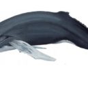 Havárie Exxon Valdez - Velryba keporkak