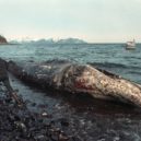 Havárie Exxon Valdez - Ropou zabitá velryba keporkak