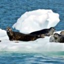 Havárie Exxon Valdez - Záliv je také domovem tuleňů – youtube