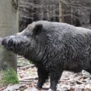 Svatý Šebíř - ekolist.cz
