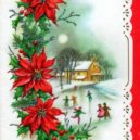 Vánoční hvězda – poinsettie - img041 A