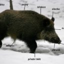 Svatý Šebíř - myslivci-mezirici.webnode.cz