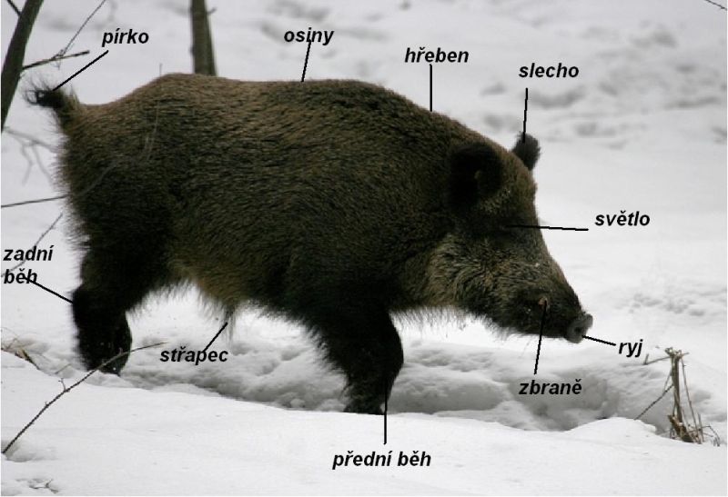 Obrázek #11 z 12