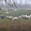 Vánoční honění stáda - regiony.rozhlas.cz