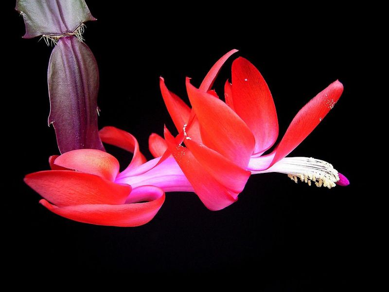 Víte, co mají společného Schlumbergera a zygokaktus? Bohaté květy v čase svátků