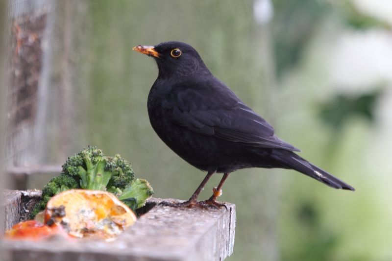 kos èerný (Turdus merula)