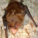 Netopýr rezavý (Nyctalus noctula) - GreaterNoctule