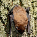 Netopýr rezavý (Nyctalus noctula) - Große_Abendsegler_(Nyctalus_noctula)_01_(HS)