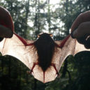 Netopýr rezavý (Nyctalus noctula) - Große_Abendsegler_(Nyctalus_noctula)_04_(HS)