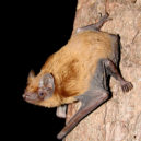 Netopýr rezavý (Nyctalus noctula) - Nyctalus_noctula