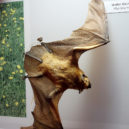 Netopýr rezavý (Nyctalus noctula) - Nyctalus_noctula_-_Senckenberg_Naturhistorische_Sammlungen_Dresden_-_DSC08215