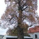Památné stromy - 3456px-Lesná_(okres_Tachov)_-_památný_strom_lípa_velkolistá