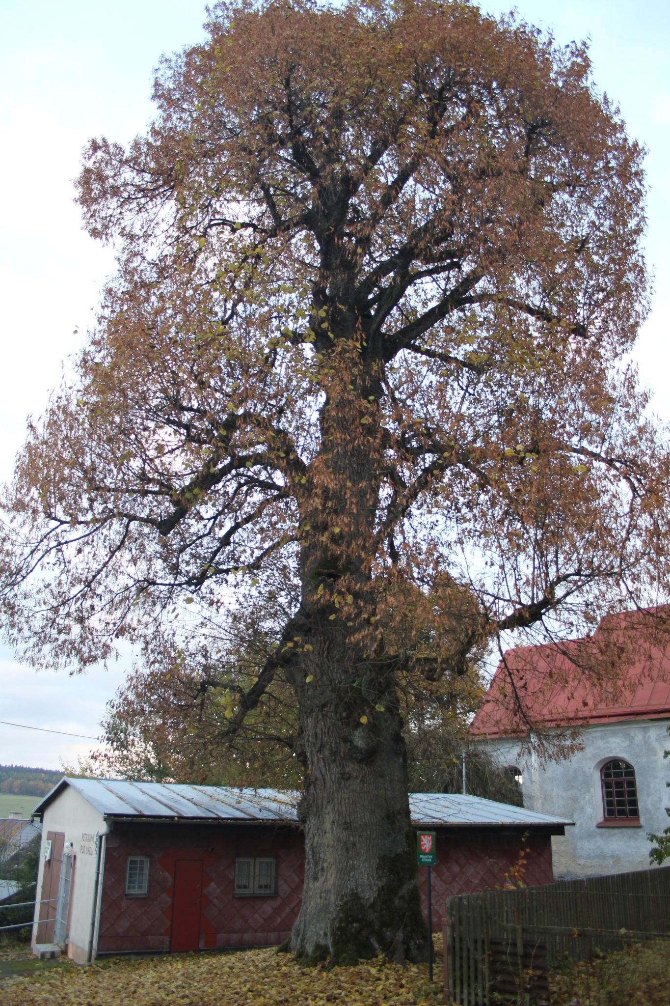 Obrázek #11 z 13