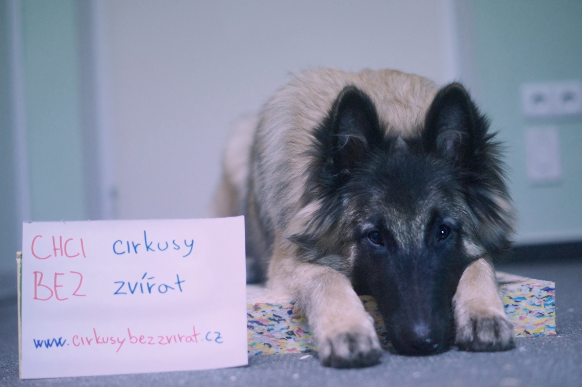 Obrázek #7 z 10
