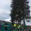Vánoční strom je pokácen a pojede do Prahy - Vánoční strom Praha 2017