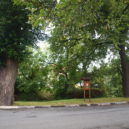 Památné stromy - Památné stromy, Javorník