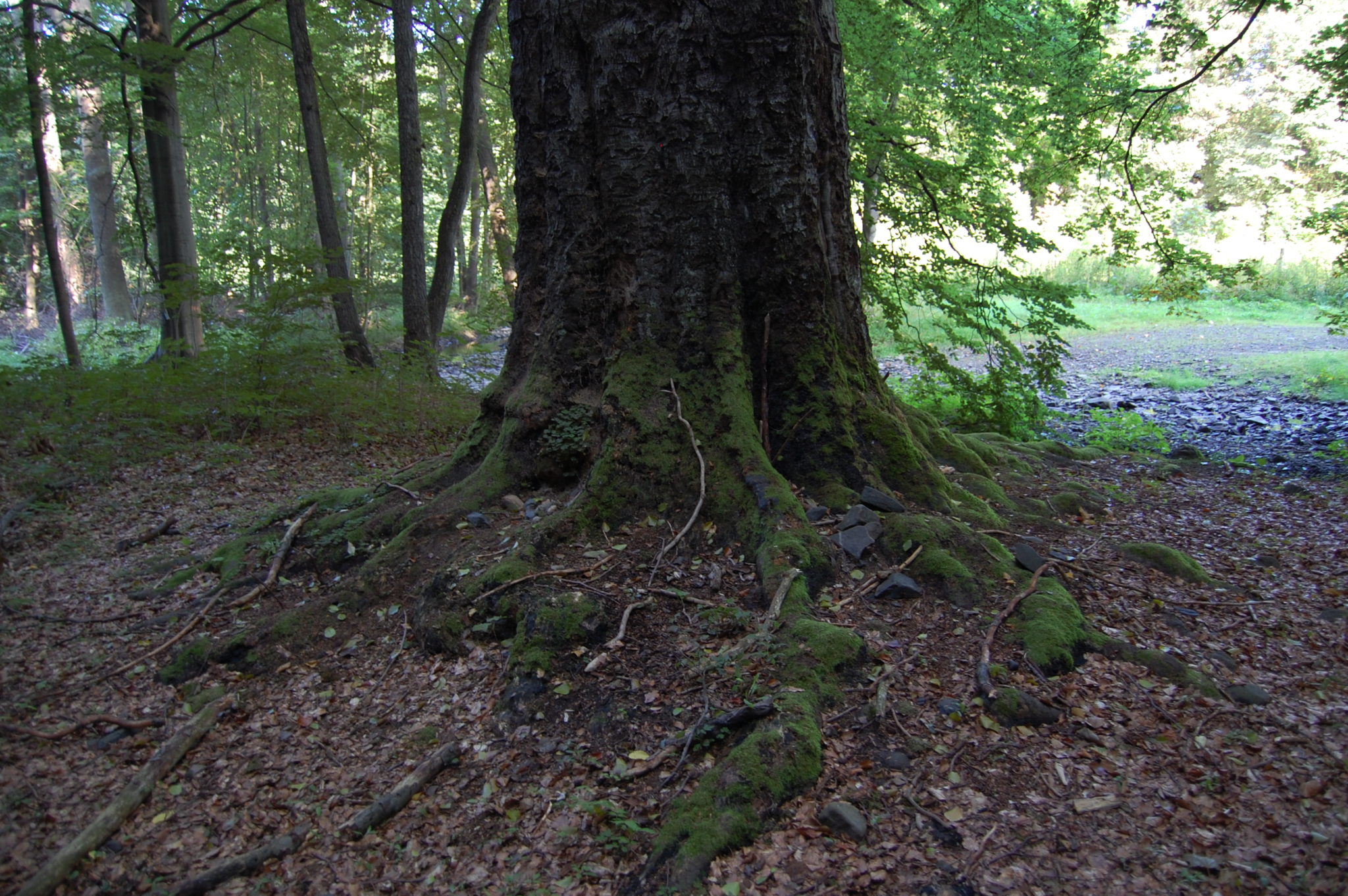 Obrázek #6 z 13