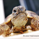 Želva zelenavá - Testudo-hermani