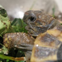 Želva zelenavá - Testudo_hermanni_1280