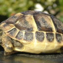 Želva zelenavá - Testudo_hermanni_boettgeri