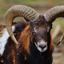 Zvířata v ZOO Praha si pochutnají na vánočních stromcích - Muflon zvíře