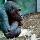 Hlavní město podporuje projekt na záchranu goril v přírodě - gorila
