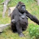 Hlavní město podporuje projekt na záchranu goril v přírodě - gorilla