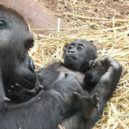Hlavní město podporuje projekt na záchranu goril v přírodě - gorilla