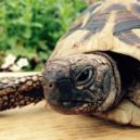 Želva zelenavá - greek-tortoise-763944_960_720