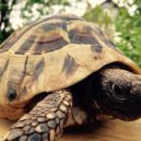 Želva zelenavá - turtle-765767_960_720