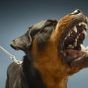 Venčení psa skončilo agresivním útokem, poznáte agresora? - vzteklý pes, rottweiler, rotvajler, pes, agrese_depositphotos