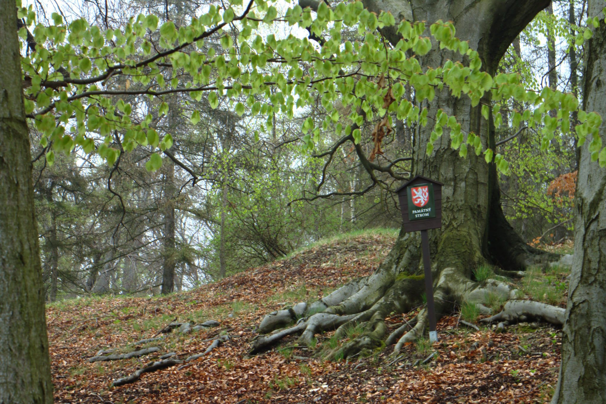 Obrázek #3 z 13