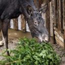 Vánoční stromek v květináči vám může vydržet i několik let - Los s vánočním stromkem