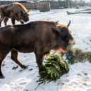 Vánoční stromek v květináči vám může vydržet i několik let - štědrý den zoo praha