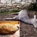 Lidská neznalost zabíjela zvířata v Kunratickém lese a v Malé Chuchli - Zvířata, pečivo