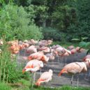 Zvířata v ZOO slaví Vánoční svátky po svém - štědrý den zoo praha