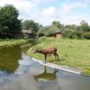 Zvířata v ZOO slaví Vánoční svátky po svém - štědrý den zoo praha