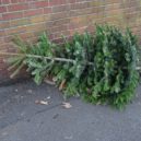 Kam vyhodit v Roztokách stromeček? - discarded-christmas-tree