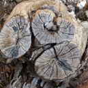 Vykopání pařezu stálo sto tisíc - tree-stump-1196713_960_720