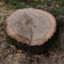 Vykopání pařezu stálo sto tisíc - tree-stump-628811_960_720