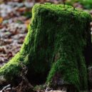 Vykopání pařezu stálo sto tisíc - tree-stump-971853_960_720