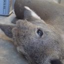 Lidská neznalost zabíjela zvířata v Kunratickém lese a v Malé Chuchli - uhynulá zvířata (4)